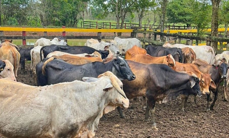 EE. UU. suspende importación de ganado mexicano por brote de gusano barrenador